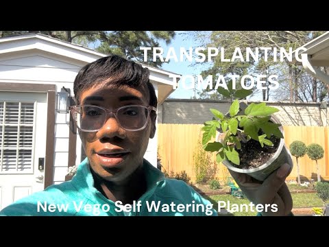 Garden Updates||Transplanting Tomatoes||Harvesting Collards||Vego Garden