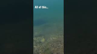 Lake Austin is infested