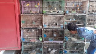 KIOS BURUNG TERLENGKAP DI KOTA SUBANG||KIOS MAS POLO