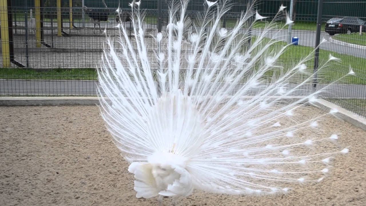 Танец белого павлина - YouTube