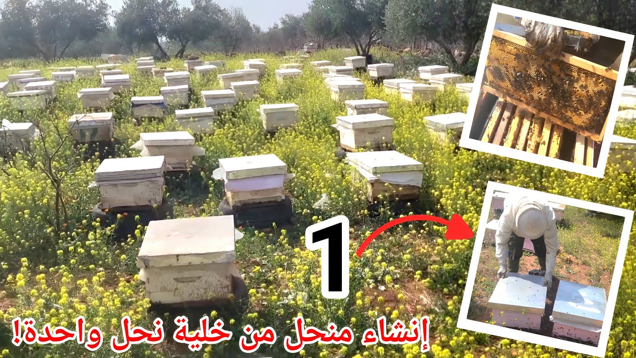 تقسيم خلايا النحل دون ترحيل طريقك نحو إنشاء منحل من خلية نحل واحدة!