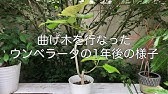 ゴムの木を枝分かれさせる為に剪定します Youtube