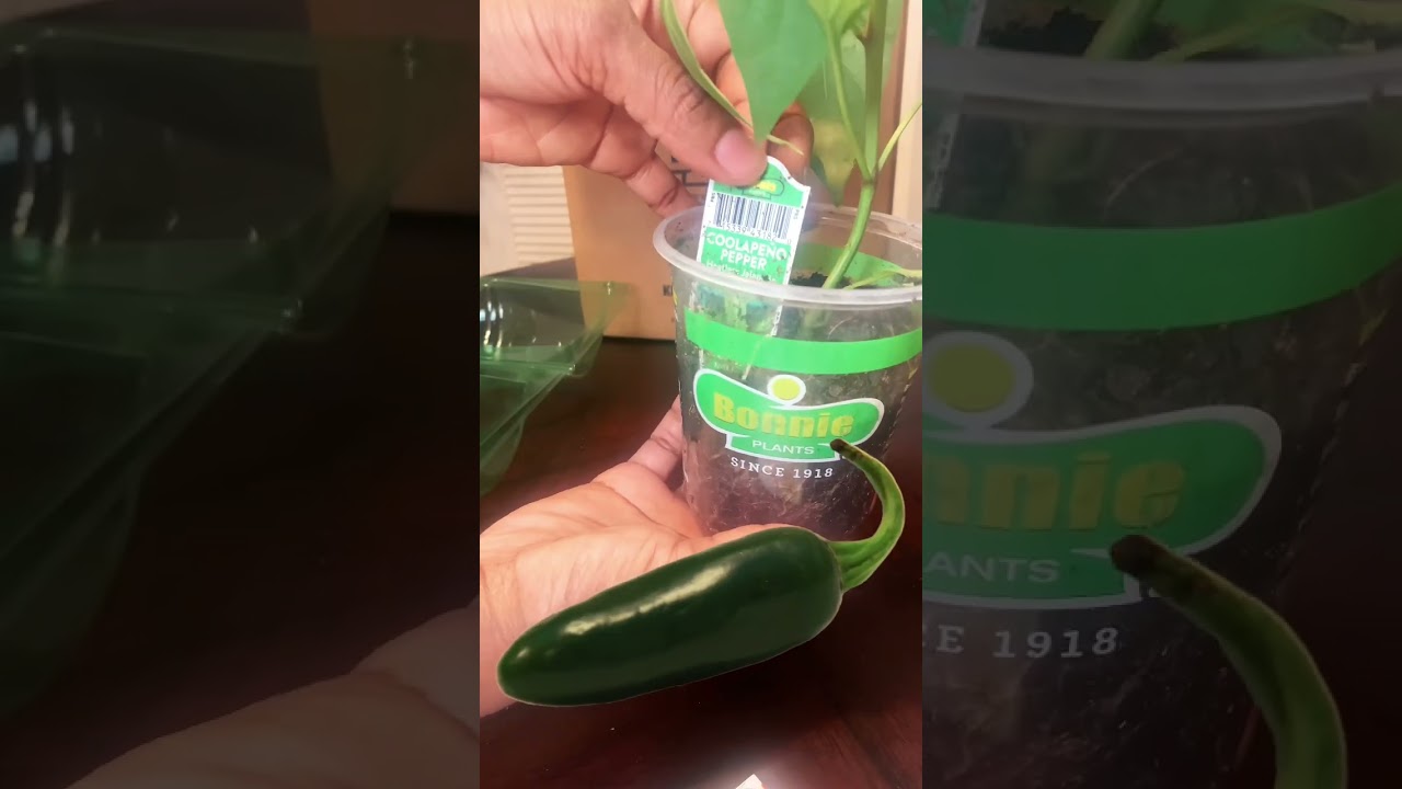 PEPPER PLANTS UNBOXING🌶️ 📦 
