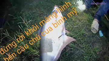 điểm câu cá tra khủng cầu chú cua sông bình mỹ