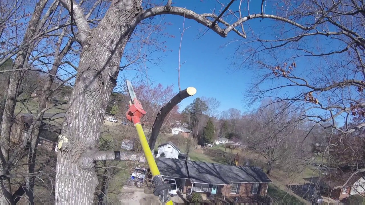 Tree Trimming YouTube