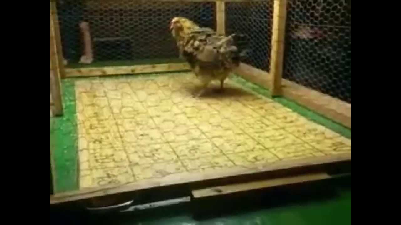 chicken shit bingo YouTube