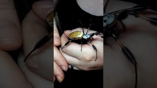 Giant Golden Orb Weaver Spider || ViralHog