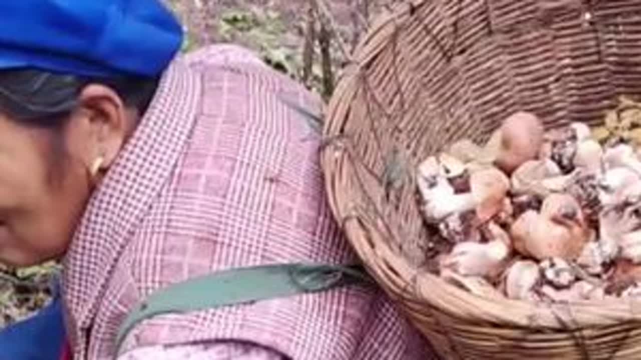 今年的杨柳菌比以往慢了一个月了，还好，今天收获还是不错，体会到了捡菌子的快乐。