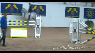 Horses Here I am