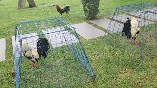 Blue Blade Gamefarm, Sonny Lagoon, Kuha Tayo Nang, Bagong Machine Kelso at Joe Goode Grey. screenshot 3