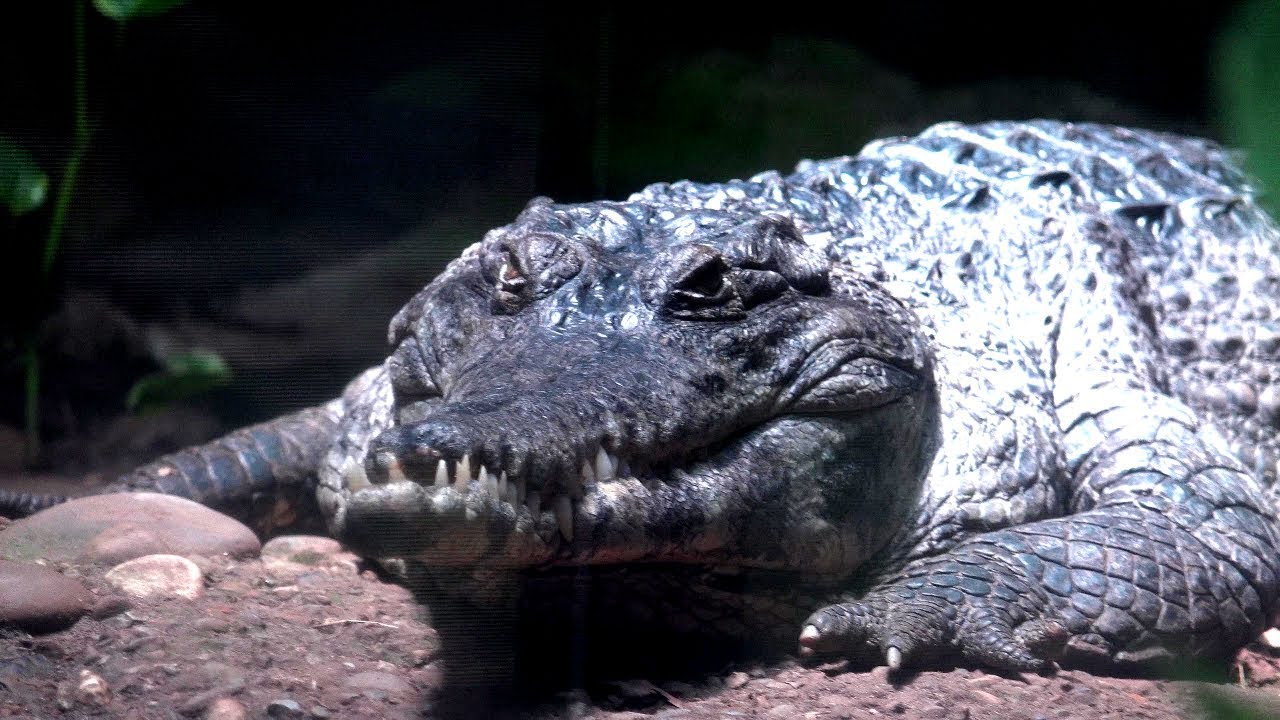 Slender Snouted Crocodiles at the Baltimore Zoo - in 4K Ultra HD! - YouTube