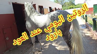 الحصان المدلل عند المقدم نور الدين ولد الحرشة