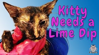 Ringworm!! Scabies!! 🙀 Time For a Kitty Lime Dip by Kitten School 11,866 views 2 years ago 3 minutes, 45 seconds