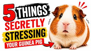 5 Things Secretly Stressing Your Guinea Pig