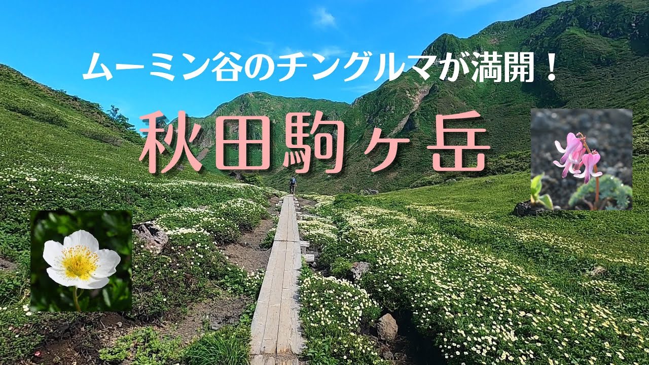 秋田 駒ヶ岳 ムーミン 谷 チングルマ