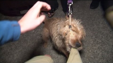 RAW Dog Attacks Cameraman, Gets Tasered