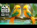 Worldview in dolby vision 4kr  with cinematic sound colorful animal life