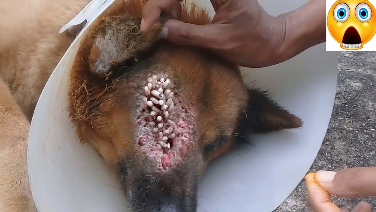 Mangoworms!! Dog Mangoworms Removal Compilation 2022 - - YouTube