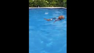 Dog Celebrates His 1st Birthday With A Pool Party