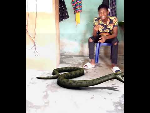 Nigerian Young Man, Leaving with Mighty Snake in his Surrounding's #millions  #snakevideo