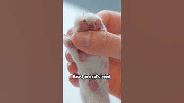 How to identify a Cat by its Claws #petcare #catcare