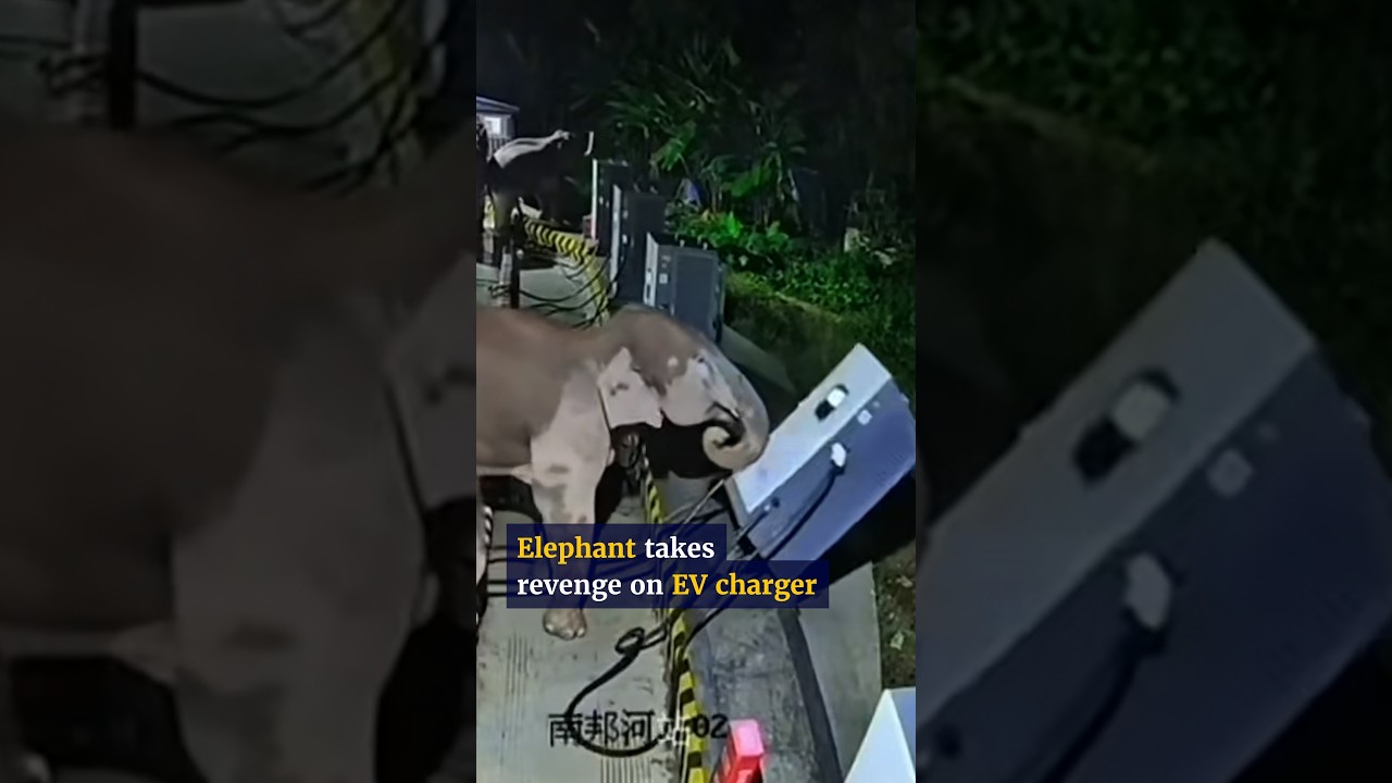 Elephant takes revenge on EV charger