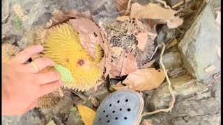 Hidden Treasure-Picking up fallen durian in the wild (Finding Dory-Yan)