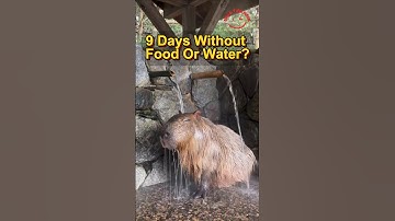 Capybara Starving?! You won