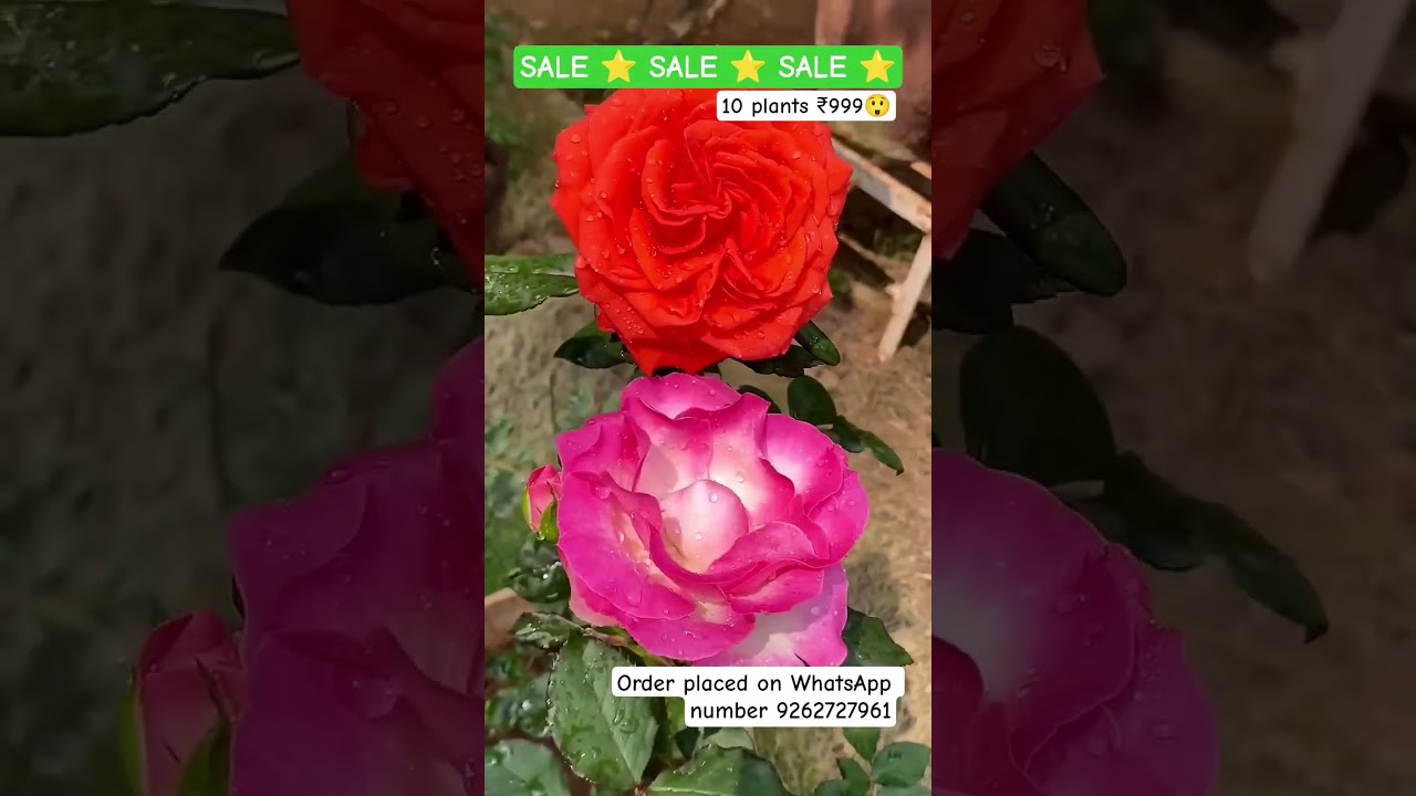 imported thailand variety rose plant online shopping 