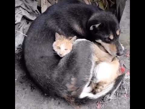 Depremin oluşturduğu travma ile birbirine sarılan masum kedi ve köpek