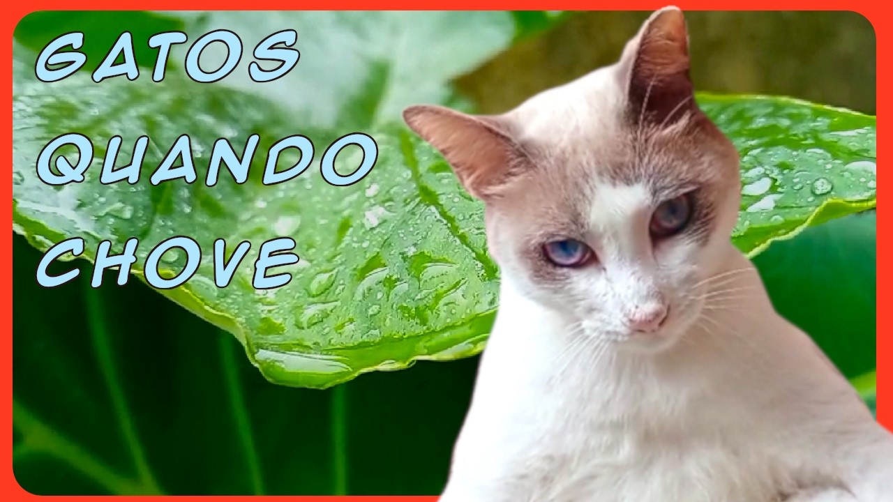 Gatos quando chove