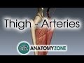 Thigh Arteries - 3D Anatomy Tutorial