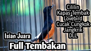 MURAI BATU GACOR FULL ISIAN TEMBAKAN CILILIN KAPAS TEMBAK CUCAK CUNGKOK LOVEBIRD JANGKRIK DLL