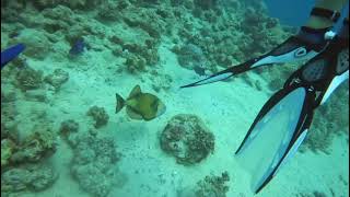 Divers Beware - Attack of the Titan Trigger Fish 😈