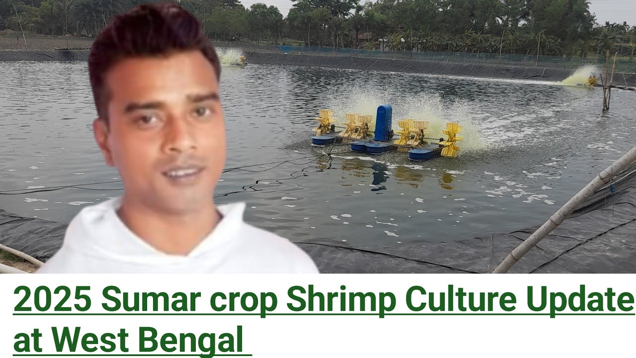 2025 Sumar Ceop Shrimp Culture update at west Bengal with best production tips by Ashim Jana