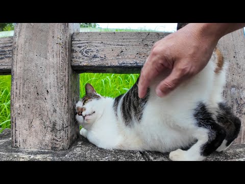 公園の橋の上に猫がいたのでナデナデしてきた