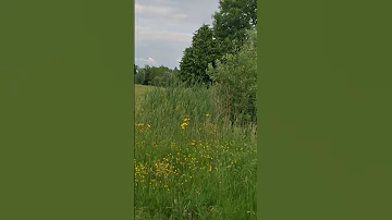 24 Mei 2025 