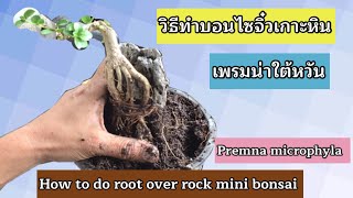 วิธีทำบอนไซจิ๋วเกาะหิน,เพรมน่าใต้หวันเกาะหิน,how to do root over rock mini bonsai,premna microphyla