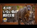 マダガスカルの奇妙な王【フォッサ】