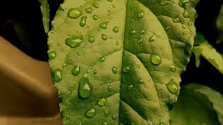 Video cinematic 30 detik || Nature cinematic video