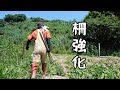 【猪】栽培中のサツマイモをイノシシに全部食べられた…｜長崎田舎暮らし#005