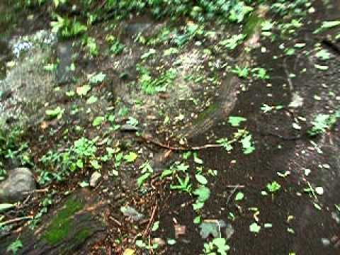 Post-Hurricane Irene woods & stream. Bonus:  live tree fall.