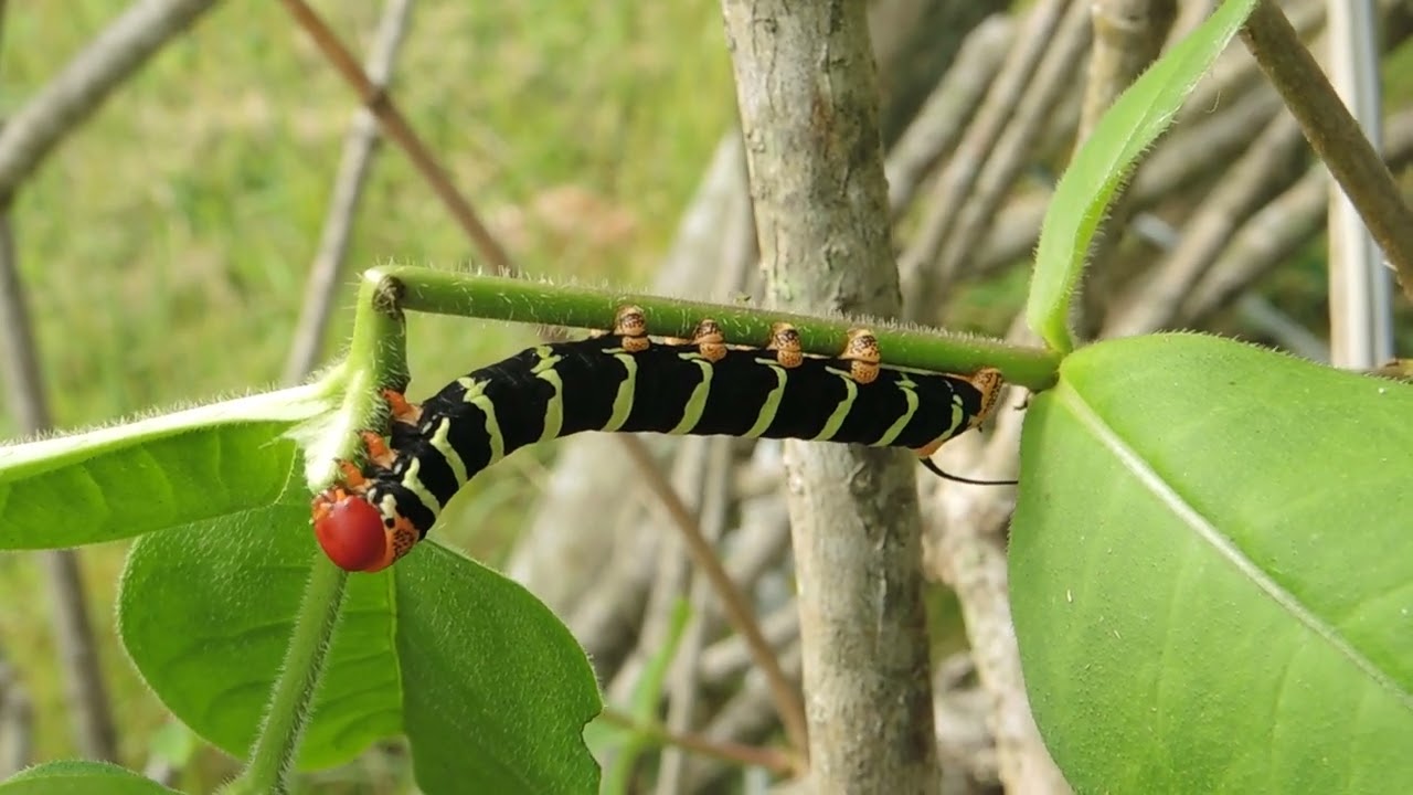 Frangipani Hawkmoth (Pseudosphinx tetrio) Caterpillar