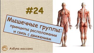 Мышечные группы: принципы расположения и связь с направлением движений | Урок 24 | Уроки массажа Мышечные группы: принципы расположения и связь с направлением движений | Урок 24 | Уроки массажа