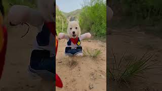 Glorious Canines: The Ultimate Ambassadors of Bliss! #dogs #cutepets