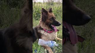best trending music video creation 😍 attitude show my dog #youtubeshorts #germanshepherd #dobie