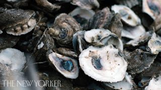 How Oysters Can Help Fight Climate Change | The New Yorker Documentary