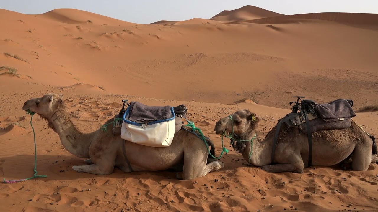 Red Desert - Arabic maqam Hijaz Bayati Music Algeria