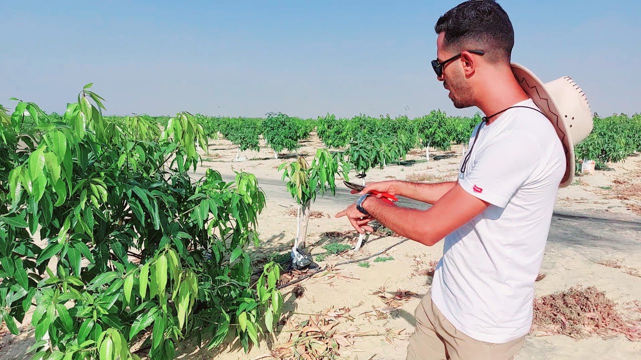 مزرعة ال50 فدان مانجو | تقليم كيت عمر 3 سنوات | تقليم شهر 8 مرحلة التربية و عرض نتائج شهر 4 الماضي 🥭