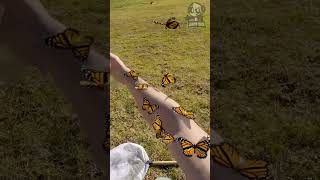 MARIPOSAS🦋💀(Parodia En Español) Buttered Side Down En ESPAÑOL #shorts #humor